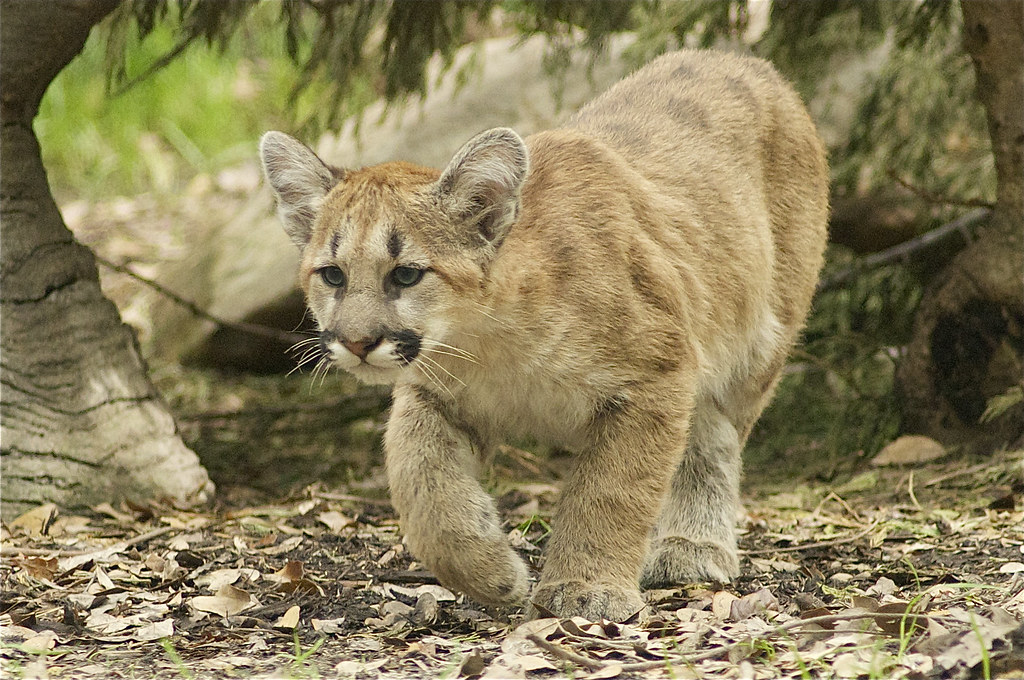 Cougars And Their Cubs Tumblr